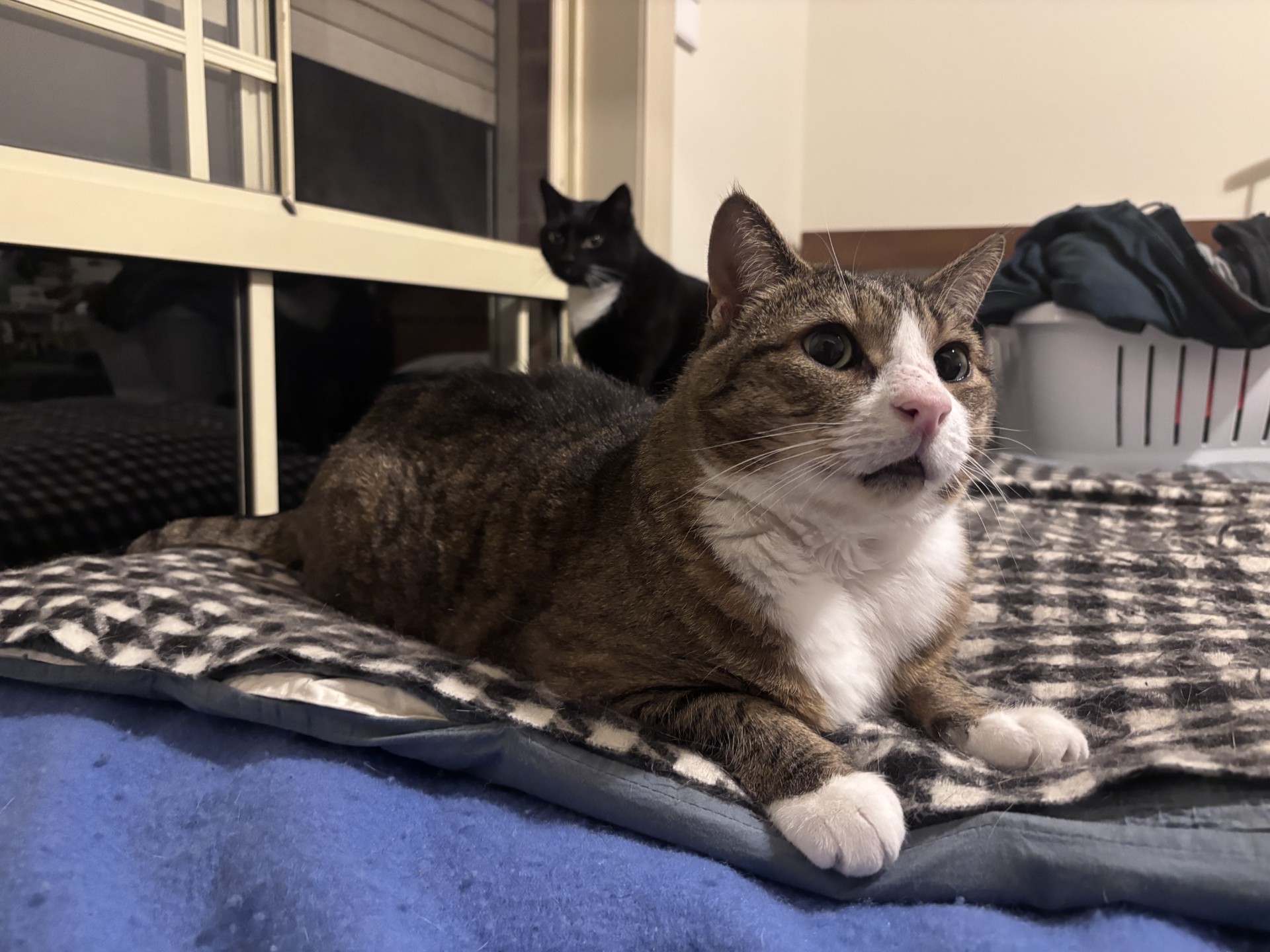 Picture of two cats.