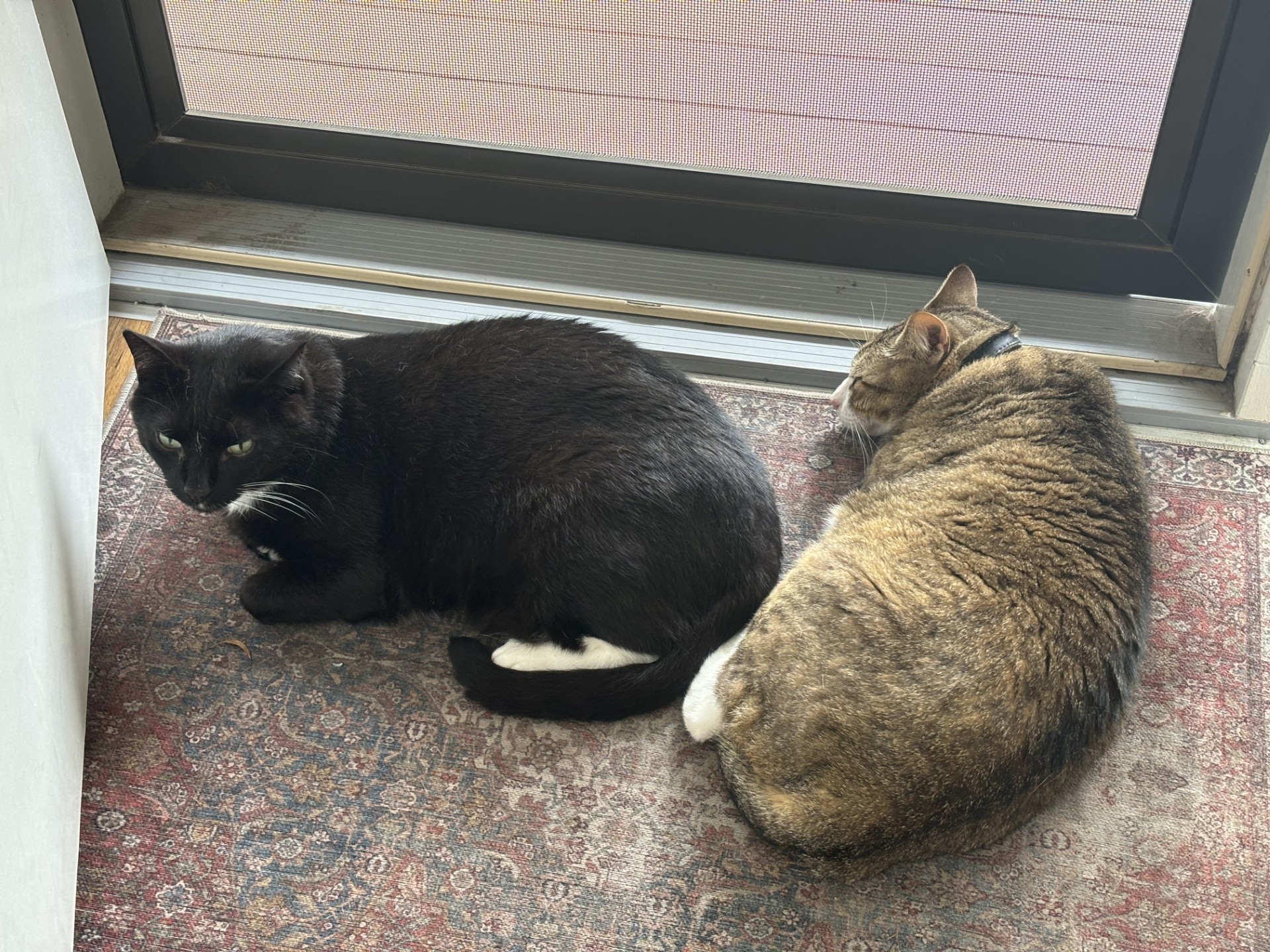 Another picture of two cats.